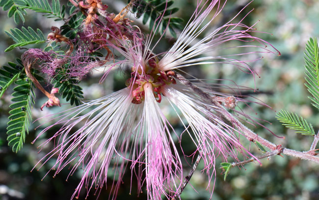 Fairyduster flowers are pink, whitish or purplish red; the flowers consist mostly of the long pink showy stamens that open into fluffy shaped pink balls. Calliandra eriophylla, Southwest Desert Flora